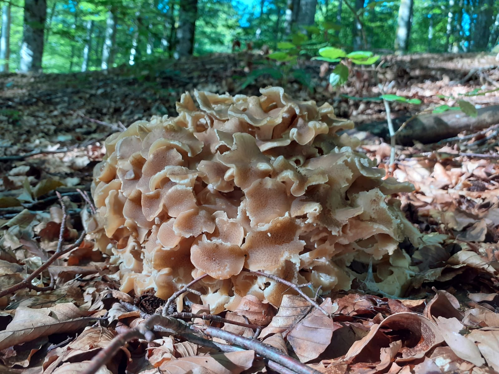 WhatsApp Image 2021-06-20 at 20.24.41.jpeg