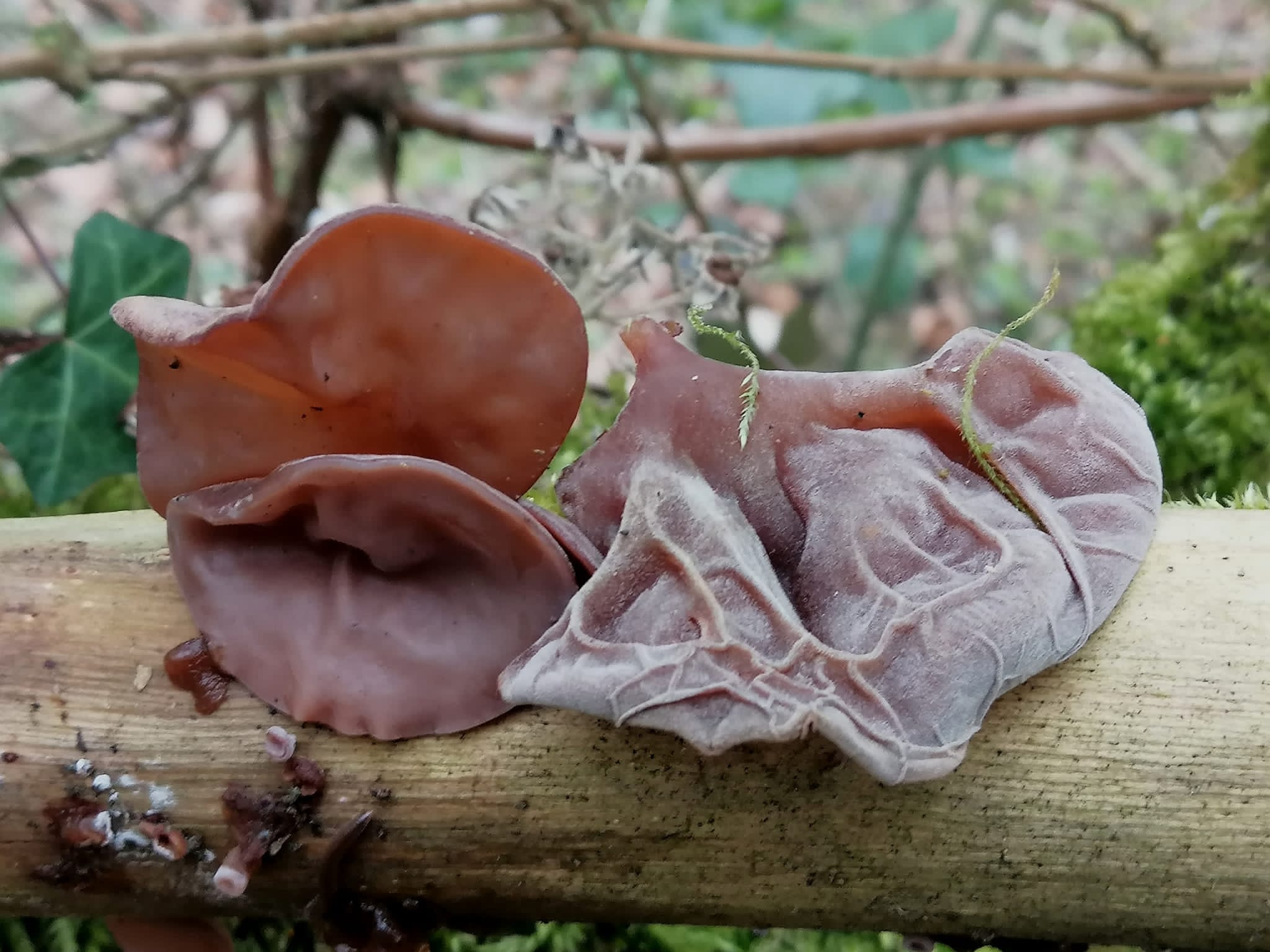 auricularia auricula-judae2.jpeg