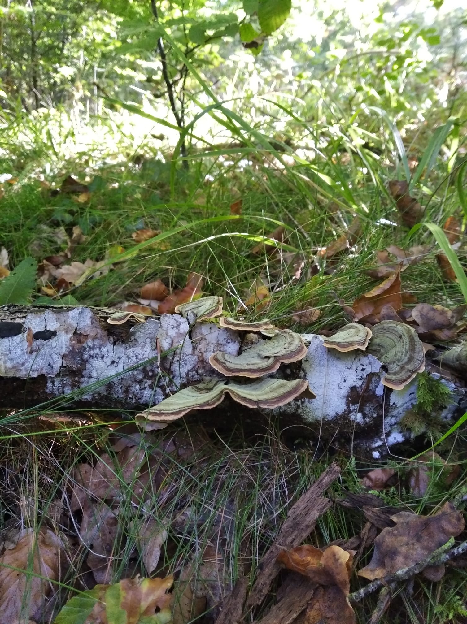 Coriolus versicolor Ariztia.jpg