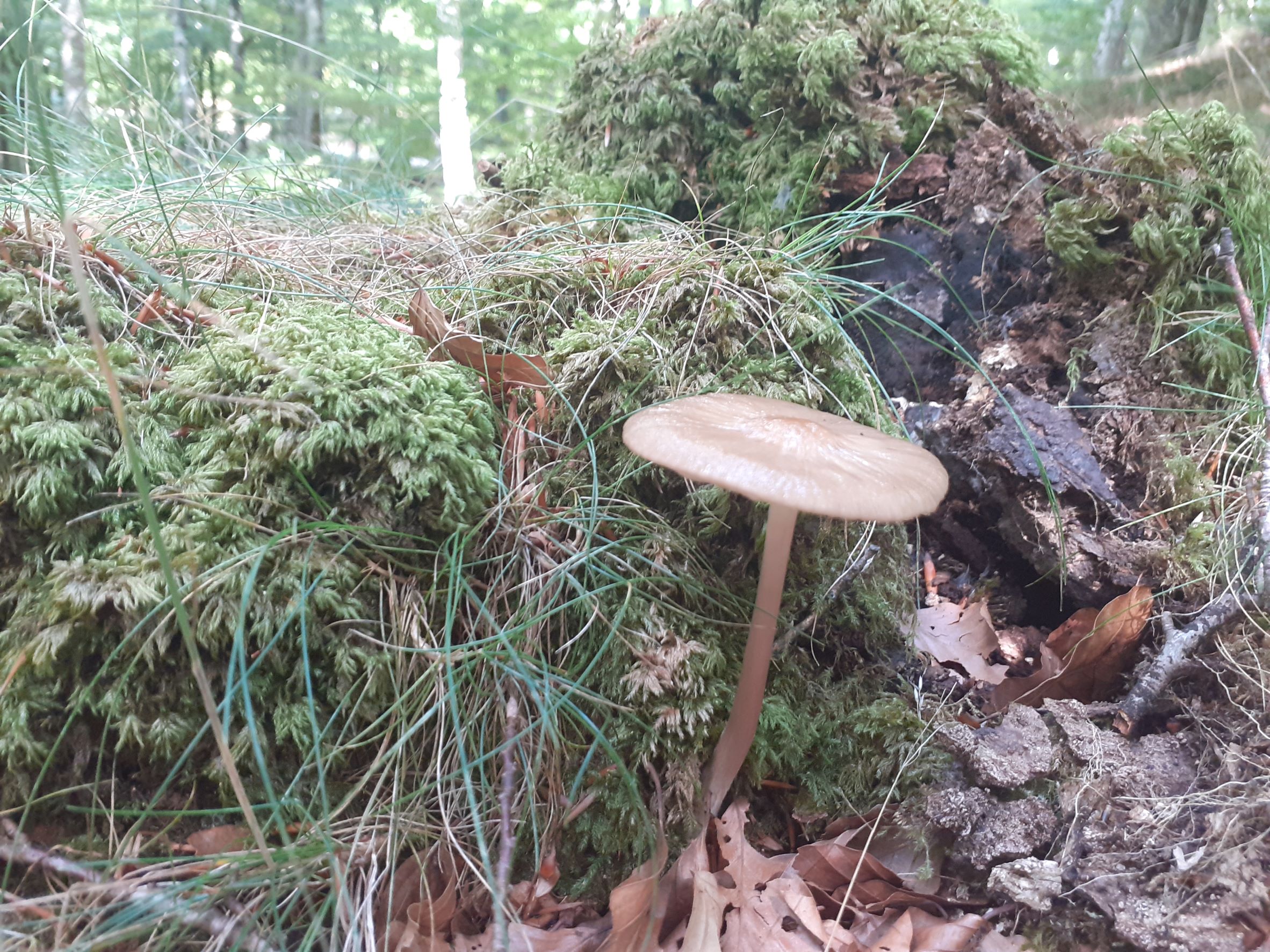 Hymenopellis radicata_bis.jpg