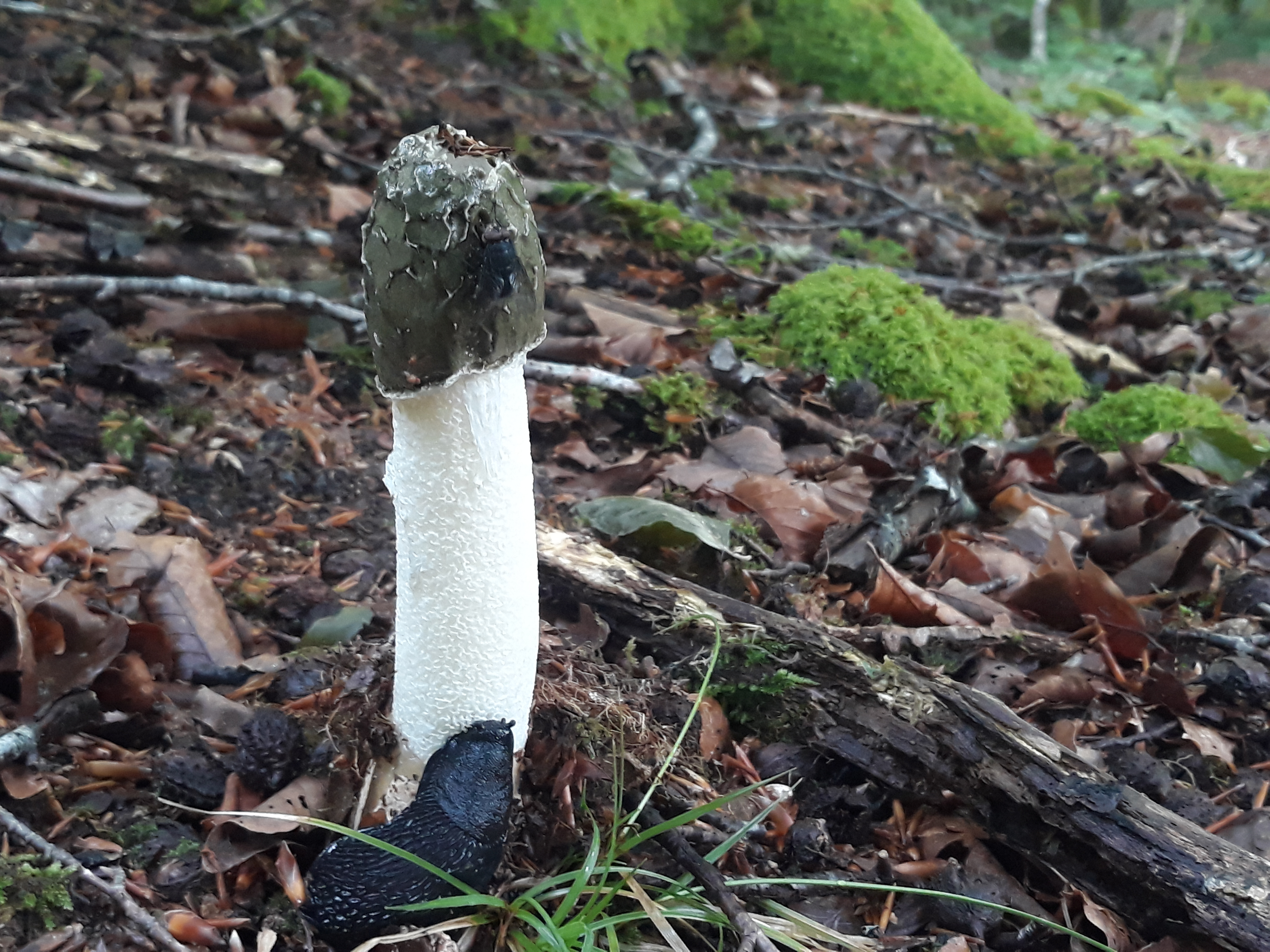 phallus impudicus.jpg
