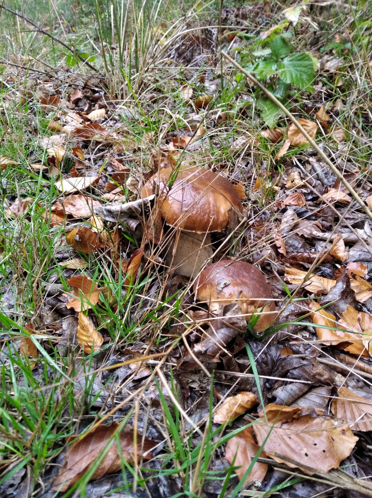 Ariztia Boletus edulis 2.jpeg