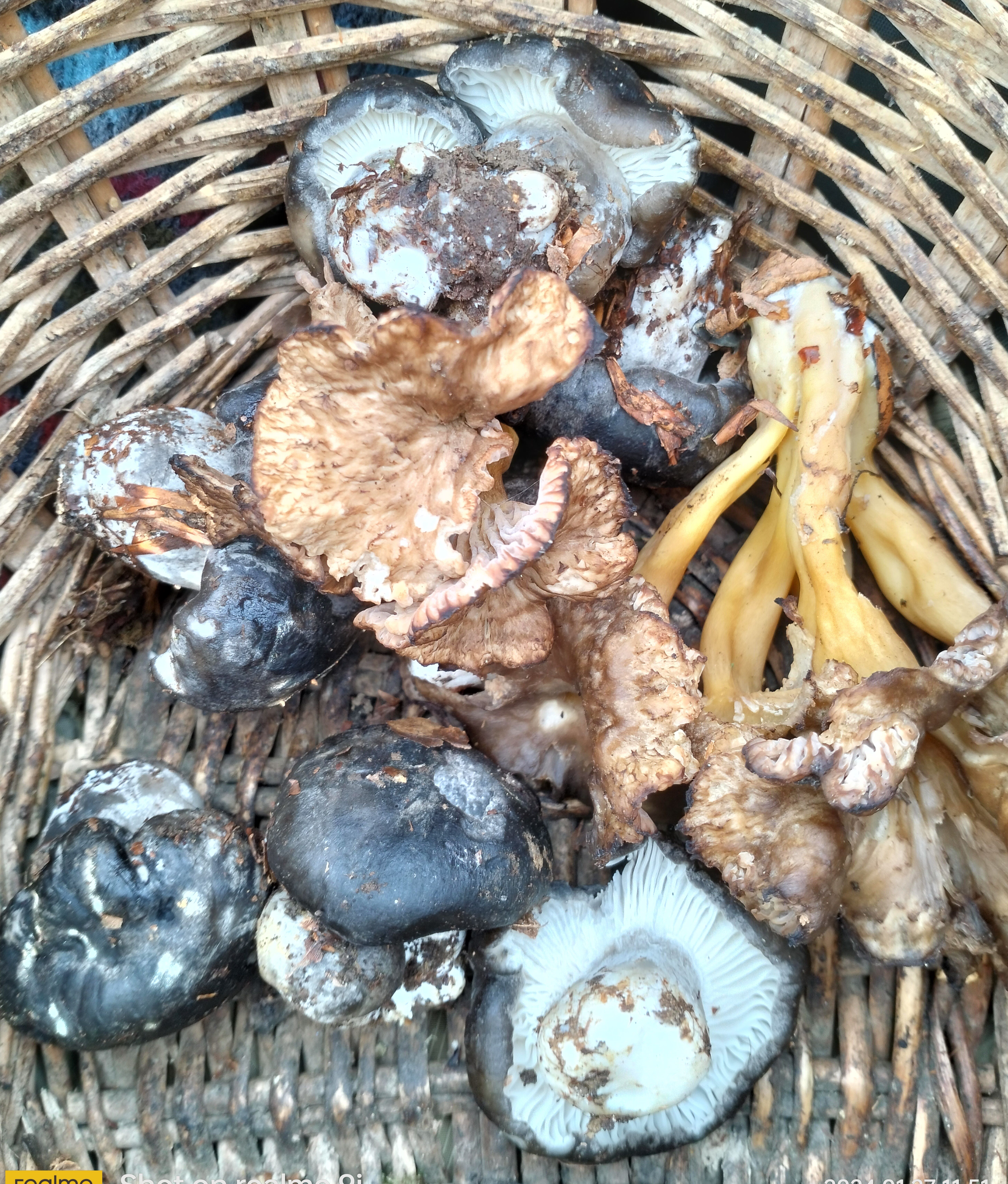 Marzuolus 28 enero 24 red.jpg