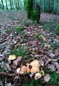 Hydnum repandum ambiente.jpg