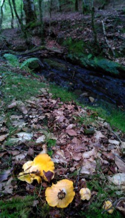 cantharellus cibarius.jpg
