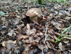 IOSU APALATEGI 2021-06-22 at 17.05.47.jpeg