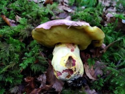 Boletus regius.jpg