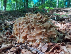 WhatsApp Image 2021-06-20 at 20.24.41.jpeg