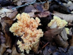 ramaria formosa.jpg