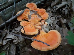 WhatsApp Image 2021-06-21 at 09.12.32 (2).jpeg