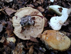 Tricholoma raro2.jpg