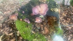 2021-06-05 ALICIA_GUTIERREZ (3).jpeg