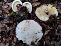 Lactarius vellereus.jpg
