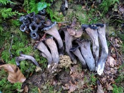 Craterellus cornucopioides.jpg