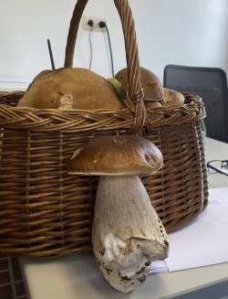 Boletus edulis.