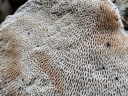 Gomez poros Daedalopsis confragosa.jpg