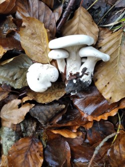 Ariztia Clitopilus prunulus.JPG