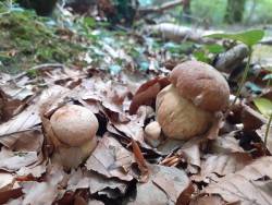 Boletus reticulatus 7.jpg