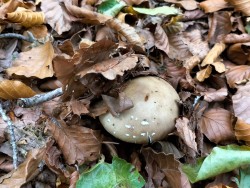 Gomez Amanita pantherina.jpeg