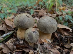 Boletus aereus.