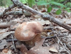 Boletus reticulatus 3.jpeg