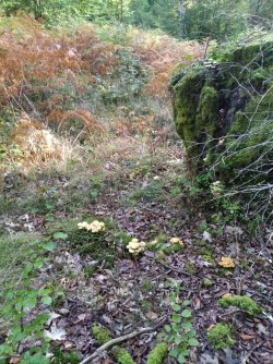 Hypholoma fasciculare Ariztia.jpg