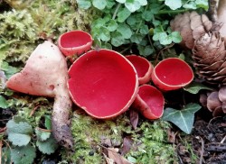 sarcoscypha austriaca.jpeg