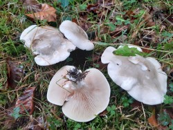 clitopilus prunulus.jpg