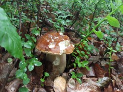 boletus reticulatus.jpg