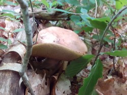 Boletus reticulatus 2.jpeg