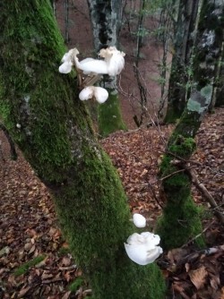 Ariztia mucidula mucida.jpg