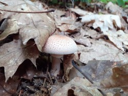 Amanita rubescens.jpeg