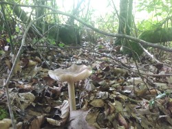 megacollybia platyphylla.jpg