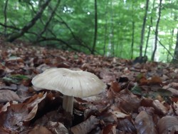 megacollybia platyphylla.jpg