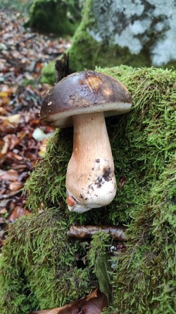 Aldaz Boletus aereus.jpeg