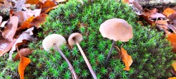 Gomez Marasmius alliaceum.jpg