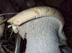 Gomez Hydnum repandum aculeos.jpg