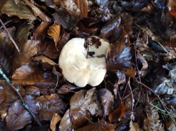 Ariztia H. repandum.JPG