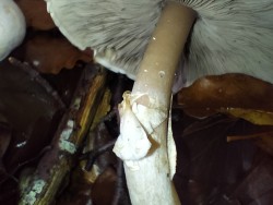 Gomez detalle Agaricus sylvicola.jpg