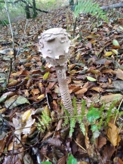 Ariztia Macrolepiota procera 2.jpg