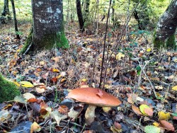 Gomez Leccinum aurantiacum web.jpg