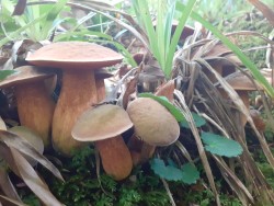 Boletus luridus =Suillelus luridus.jpg
