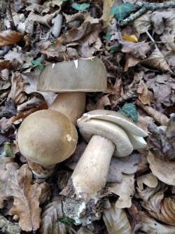 Ariztia Boletus aereus.jpeg