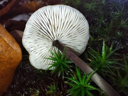 Gomez Detalle Marasmius alliaceum.jpg