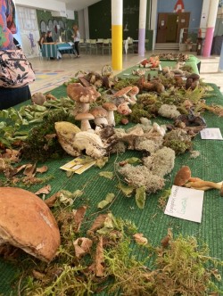 Exposición día del hongo.jpg