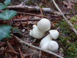 Entoloma lividum = Entoloma sinuatum.jpg