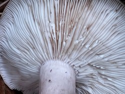 Gomez Lactarius blenniusn latex.jpg