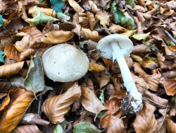 Gomez A. pantherina.jpeg