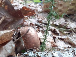 Boletus reticulatus 1.jpeg