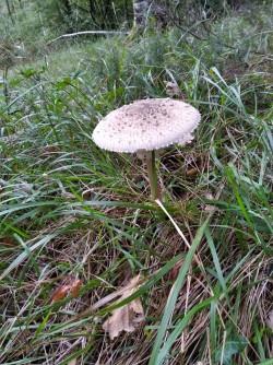 Ariztia Macrolepiota procera.jpeg